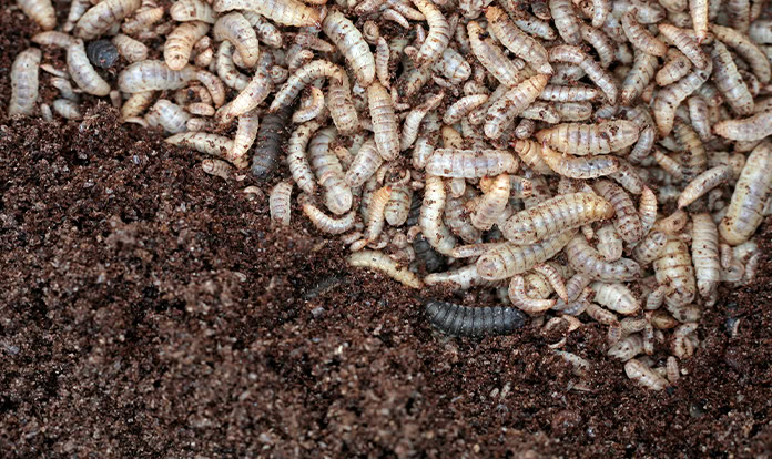 Germany gives green light to Reploid