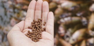 Global Aqua feed Market