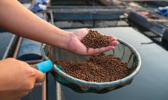 Global Aquaculture Feed Market: Growth Dynamics, Regional Trends, and Structural Transformation