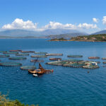 Global Aquaculture Market