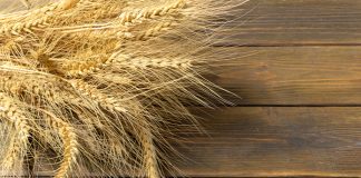 Global Barley Supply and Demand & 2024 Expectations