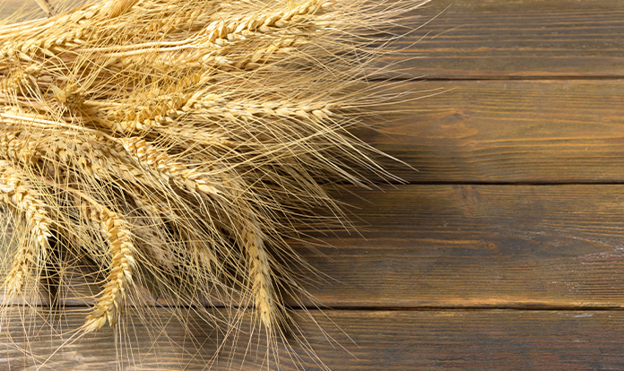 Global Barley Supply and Demand & 2024 Expectations