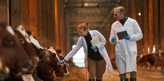 Global Cattle Feed Market