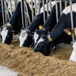 Global Animal Feed Additives Market