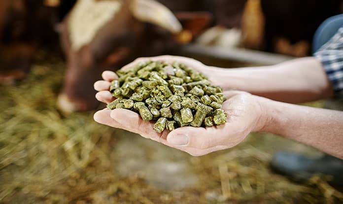 Global Feed Additives Market and Trends