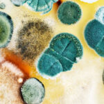 Global Feed Mycotoxin Detoxifiers Market