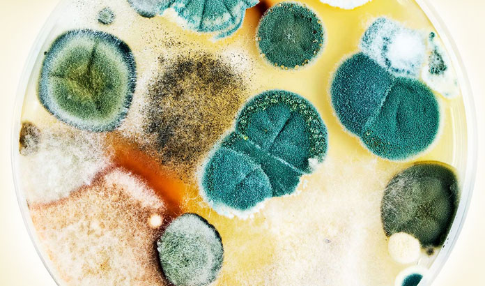 Global Feed Mycotoxin Detoxifiers Market