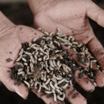 Global Insect Protein Market