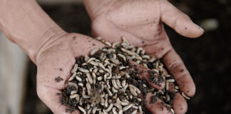 Global Insect Protein Market