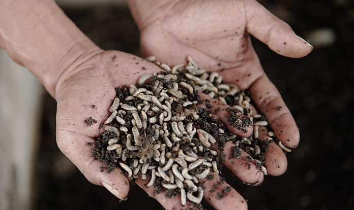 Global Insect Protein
Market