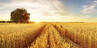 Global Mycotoxin Review guides feed mills and farmers in 2026