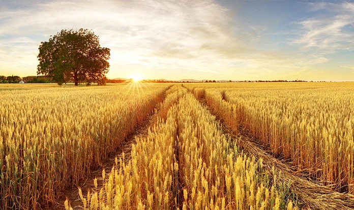 Global Mycotoxin Review guides feed mills and farmers in 2026