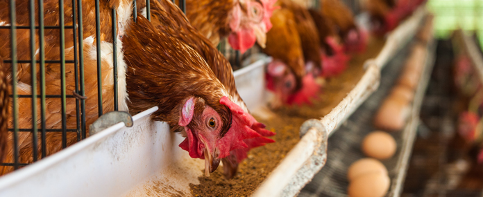 The global commercial scale of the poultry feed market is estimated to be between US$ 180 and 250 billion. According to the report by Verified Market Research, the value size of the global poultry feed market was US$ 184.82 billion in 2021.