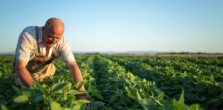 Global Soybean Supply and Demand & 2024 Expectations