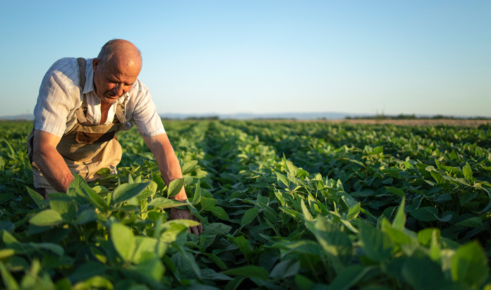 Global Soybean Supply and Demand & 2024 Expectations