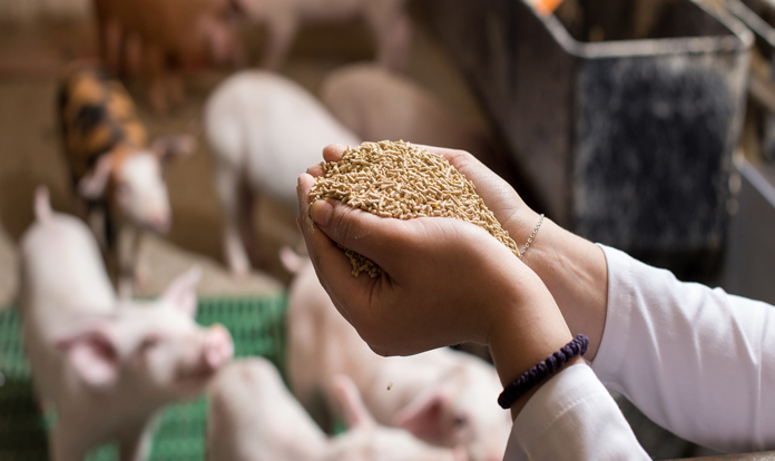Global Swine Feed Market