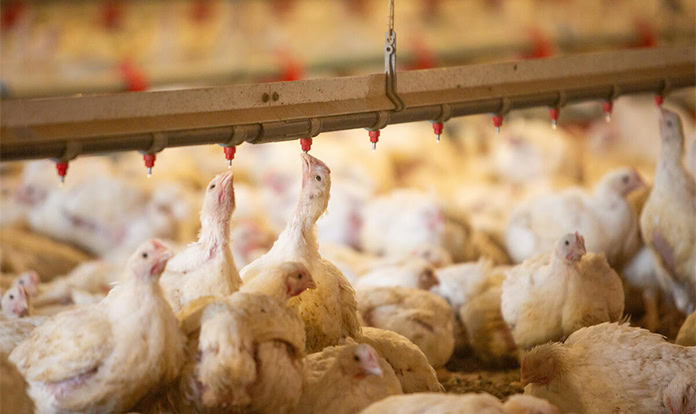 Global animal industry highlights avian influenza solutions in Brazil