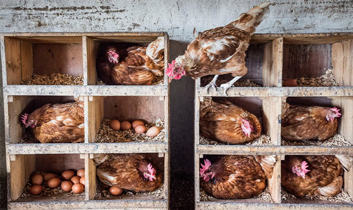 Global demand for animal protein to rise by 2034