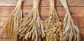 Global grain supply and demand set to break records in new season