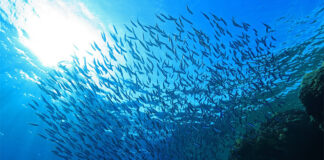 Global production of fishmeal and fish oil remains down