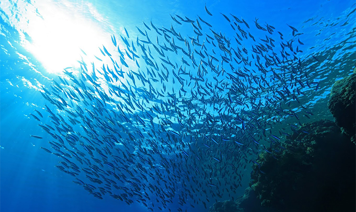 Global production of fishmeal and fish oil remains down