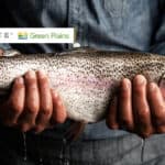 Green Plains announces aquafeed partnership with Riverence