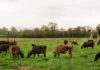 Halter raises $100m to scale digital livestock management in US