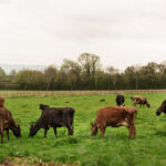 Halter raises $100m to scale digital livestock management in US