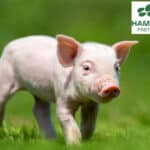 Hamlet Protein and Danbred develop feeding manual