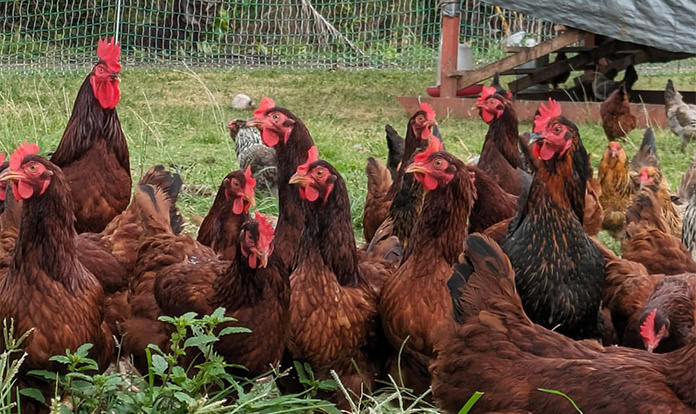 Hawaiʻi poultry farmers turn to local plant to cut feed costs
