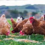 Heifer International, Cargill and Walmart Foundation partner for Indian farmers