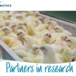 Hendrix Genetics, CSIRO partner for egg laying innovation