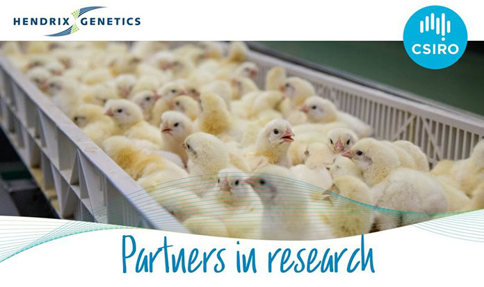 Hendrix Genetics, CSIRO partner for egg laying innovation