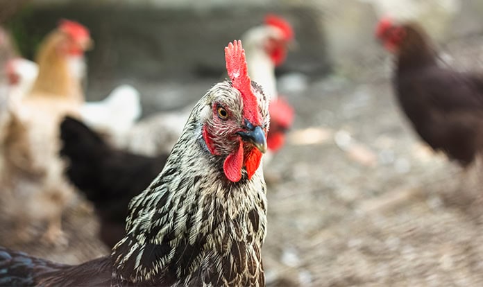 Hendrix Genetics broadens Iberian presence through Pintobar acquisition