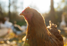 Hendrix Genetics expands poultry breeding program