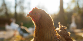 Hendrix Genetics expands poultry breeding program