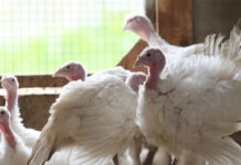 Hendrix Genetics invests €10m for turkey breeding program