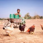 Hendrix Genetics secures grant to support African farmers