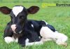 HoloRuminant project evaluates early nutritional interventions in calves
