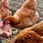 How to mitigate formulation costs when ingredient prices are high