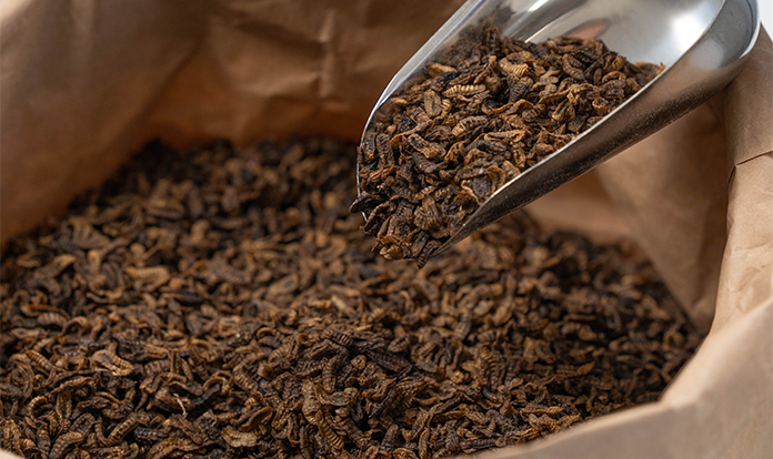 Hungarian insect producer chooses Bühler for industrial insect plant