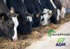 Huvepharma partners with ADM for ruminant nutrition in US
