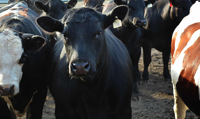 ICASA awards grants to address antimicrobial resistance in cattle and swine