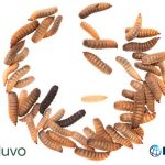 IFC invests $2 million in Costa-Rican insect protein producer