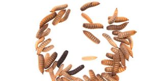 IFC invests $2 million in Costa-Rican insect protein producer