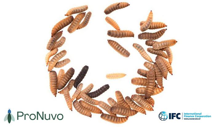 IFC invests $2 million in Costa-Rican insect protein producer