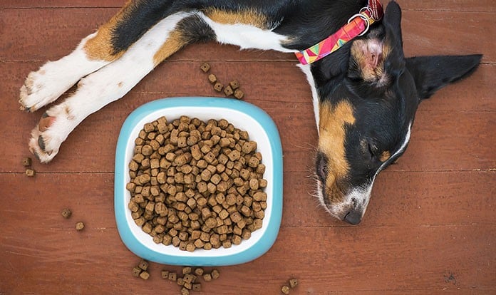 IFEEDER finds demand for animal food strong, despite COVID-19