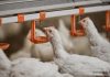IFF debuts newest solution to boost poultry welfare
