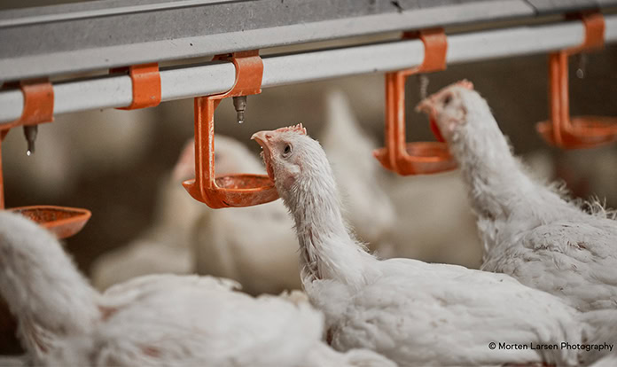 IFF debuts newest solution to boost poultry welfare