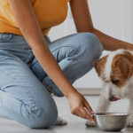 IFF expands in pet food industry with product design services